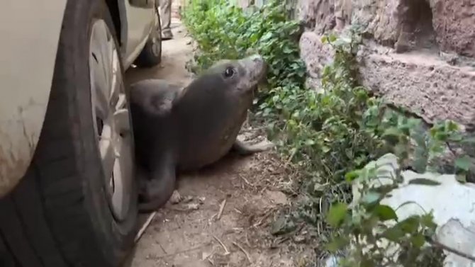 Yolunu Şaşıran Fok Ayvalık Sokaklarında Gezdi