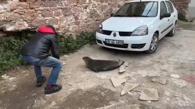 Yolunu Şaşıran Fok Ayvalık Sokaklarında Gezdi