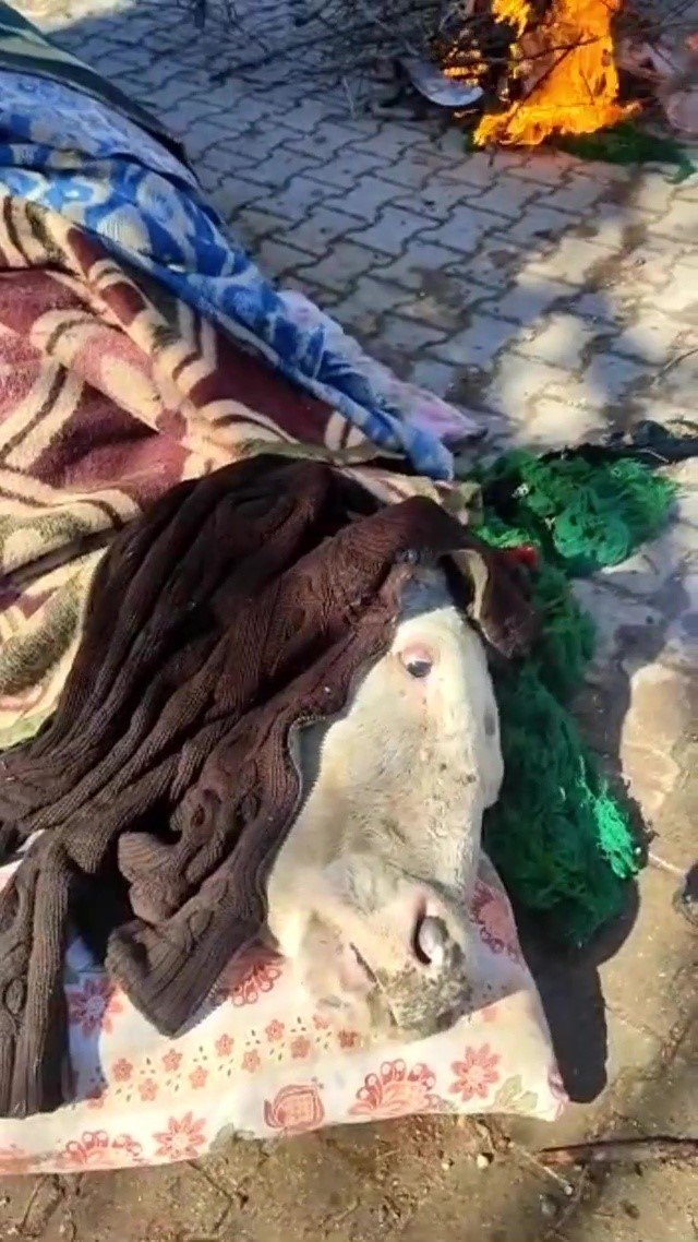 Enkazdan Çıkarılan İnek, Battaniyelere Sarıldı