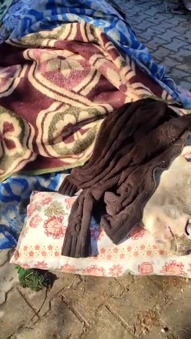 Enkazdan Çıkarılan İnek, Battaniyelere Sarıldı