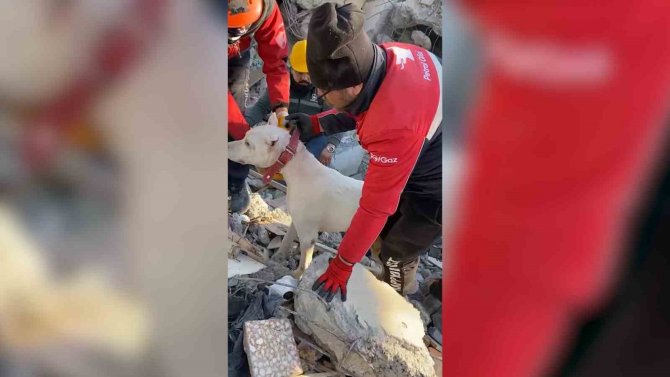 Depremden 6 Gün Sonra Enkazdan Sağ Kurtarılan Köpeğin Görüntüleri Ortaya Çıktı
