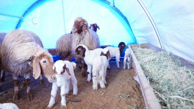Muş Valiliğinden Depremzede Besicilere 250 Ton Yem Desteği
