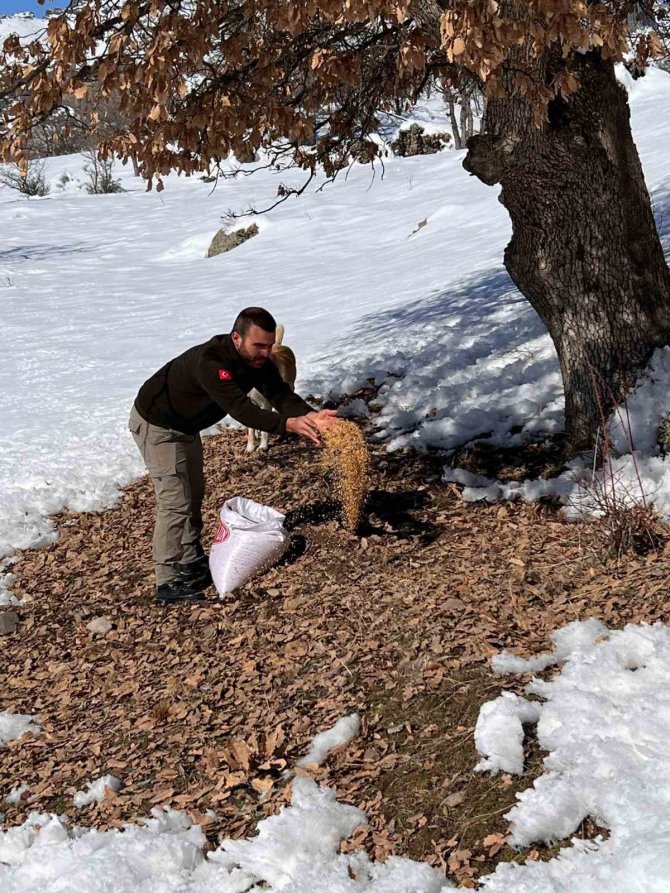 Tunceli’de Yaban Hayatı İçin Yemleme Çalışması