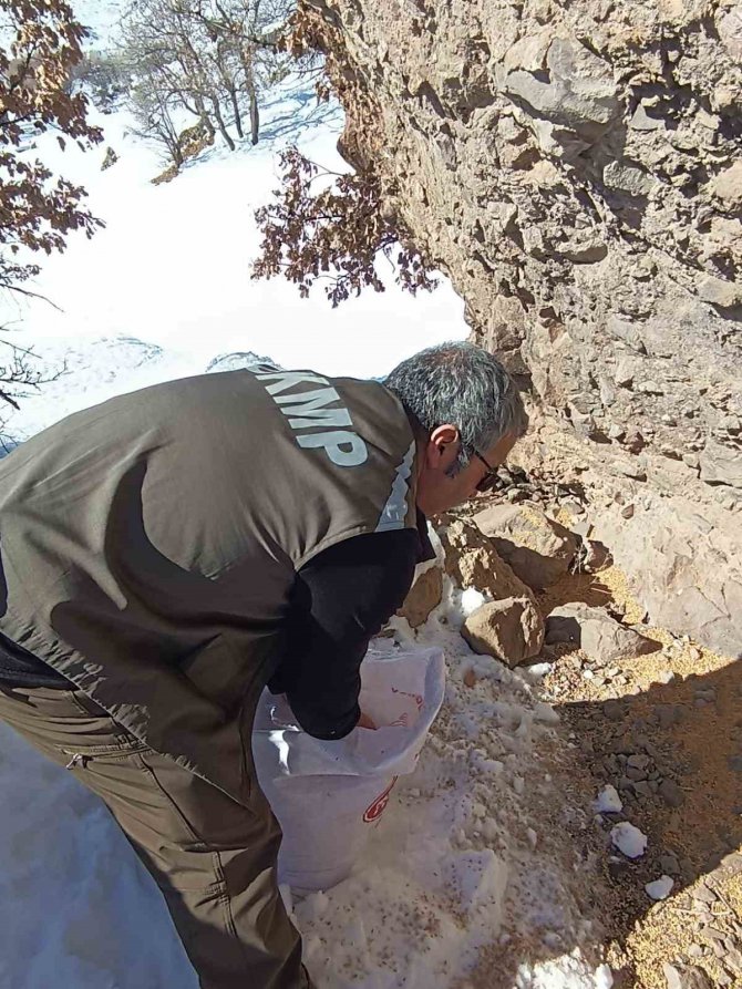 Tunceli’de Yaban Hayatı İçin Yemleme Çalışması