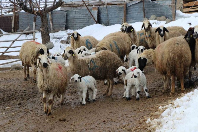 Bayburt’ta Koyunların Kuzulamaya Başlamasıyla Ağıllarda Tatlı Bir Telaş Yaşanıyor
