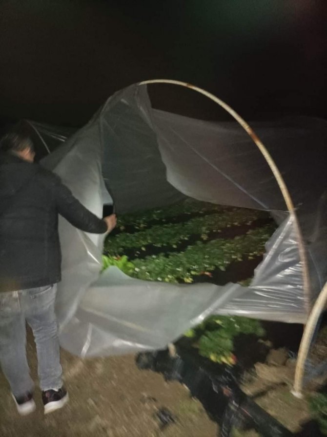 Çilek Seralarına Kimliği Belirsiz Kişi Ya Da Kişilerce Zarar Verildi