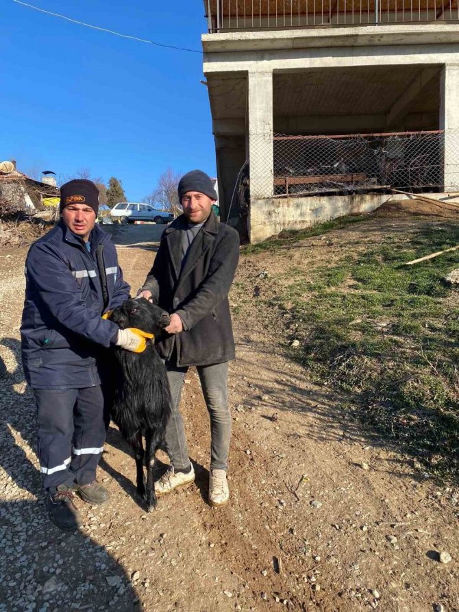 Deprem Bölgesi İçin Hayvan Bağışladılar