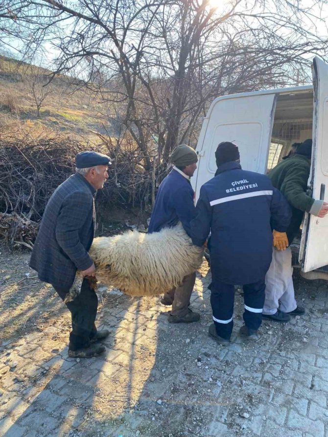 Deprem Bölgesi İçin Hayvan Bağışladılar