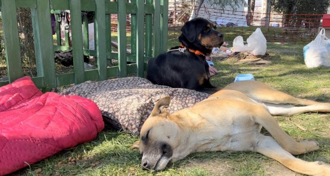 Depremde Kaybolan Köpeklerini Gören Aile Gözyaşlarına Hakim Olamadı