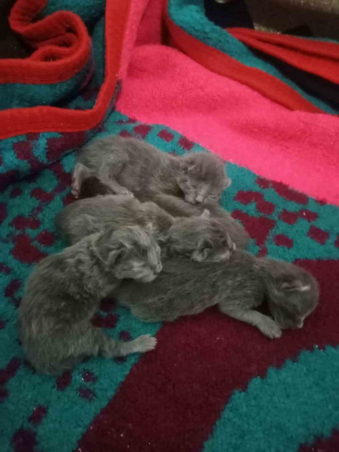 Hatay’da Deprem Gecesi Doğum Yapan Kedi 5 Yavrusunu Bırakmadı