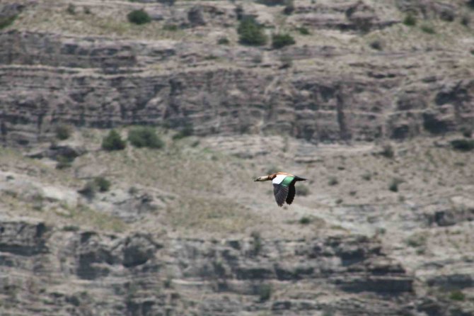 Erzurum’da Büyük Ak Balıkçıl Dron İle Görüntülendi