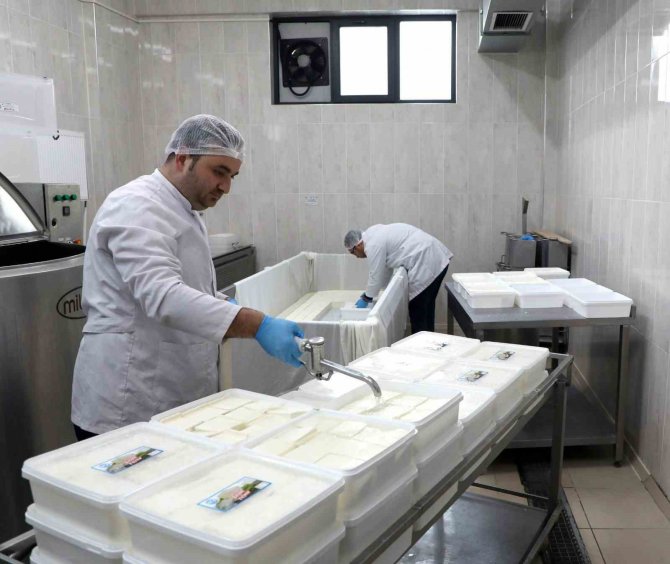 Kayü Bağışçılardan Temin Ettiği Sütü Peynir Yaparak Depremzedelere Gönderdi