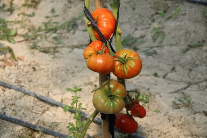 20 Bin Tohumu Toprakla Buluşuyor