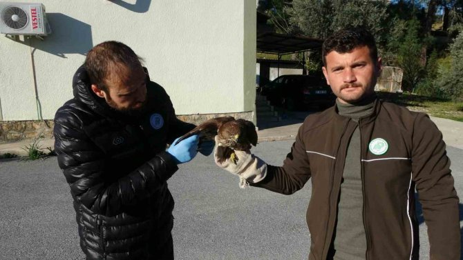 Yaralı Ve Hasta Şahini Milli Parklar’a Teslim Ettiler