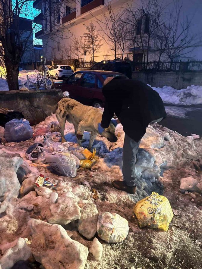 Bingöl’de Hasta Ve Yaralı Köpek, Tedavi Altına Alındı