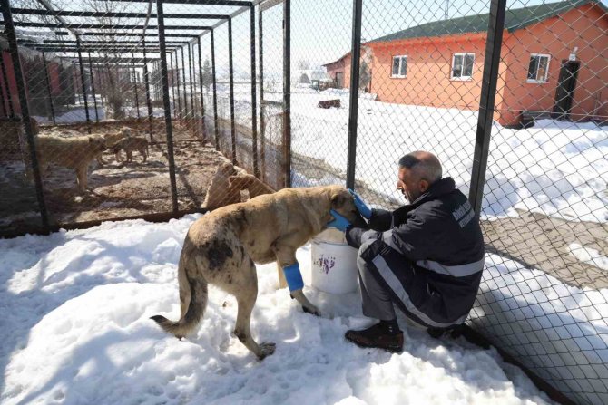 Bingöl’de Hasta Ve Yaralı Köpek, Tedavi Altına Alındı