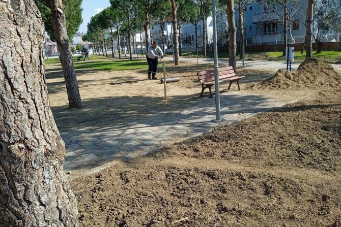 Burhaniye’de Talip Apaydın Çamlığı Yenileniyor