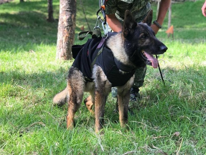 Kahraman Köpek Proteo’nun Adı Kocaeli’de Yaşatılacak