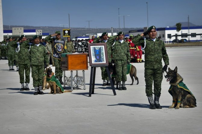 Kahraman Köpek Proteo’nun Adı Kocaeli’de Yaşatılacak