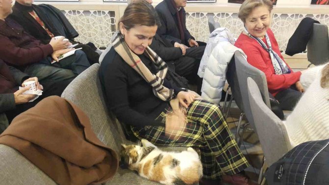 Soğukta Üşüyen Kedi Sanat Merkezine Sığındı