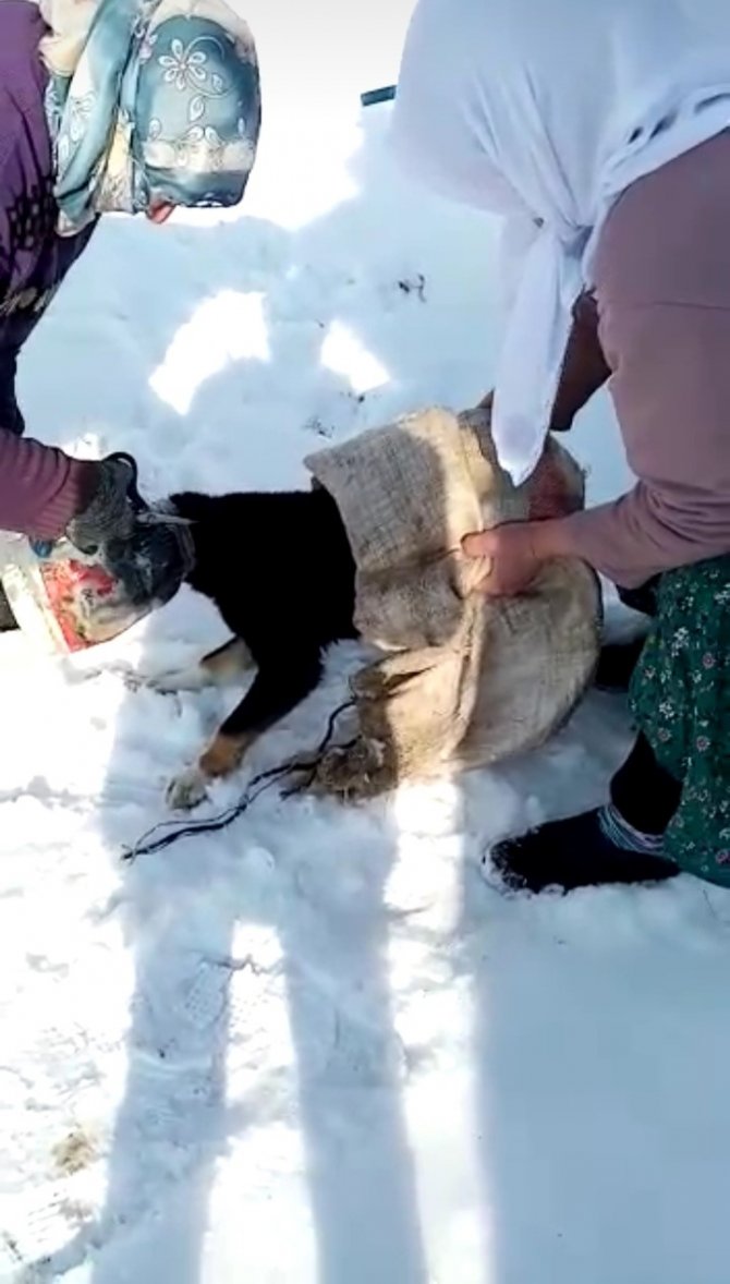 Kafası Bidona Sıkışan Köpeği Kadınlar Kurtardı