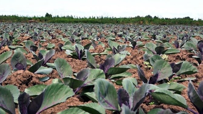 Türkiye’de Tarımsal Üretimin Yıldızı Samsun: Birçok Üründe İlk Sırada