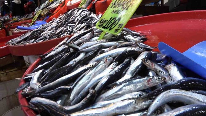 Balıkçılar Marmara’da Hamsi Avcılığının Durdurulmasından Memnun