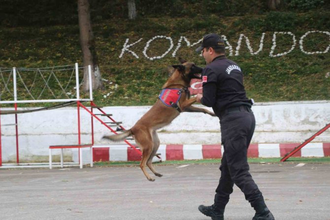 Jandarmanın Hassas Burnu "Şila" Kanserden Hayatını Kaybetti