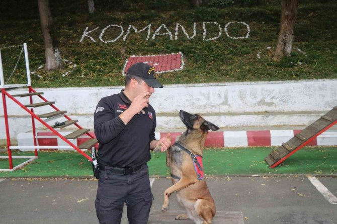 Jandarmanın Hassas Burnu "Şila" Kanserden Hayatını Kaybetti