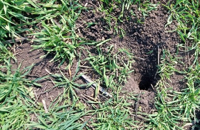 Biga’da Üreticilere Tarla Faresi Uyarısı