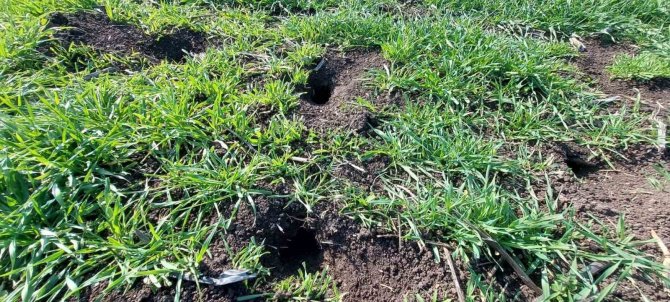 Biga’da Üreticilere Tarla Faresi Uyarısı