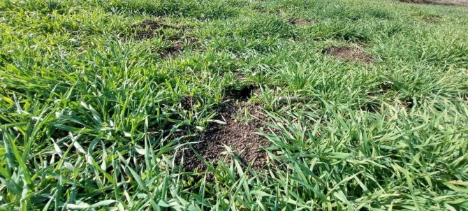 Biga’da Üreticilere Tarla Faresi Uyarısı