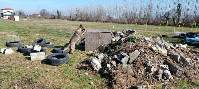 Hayat Kurtaran Köpekler Böyle Yetişiyor