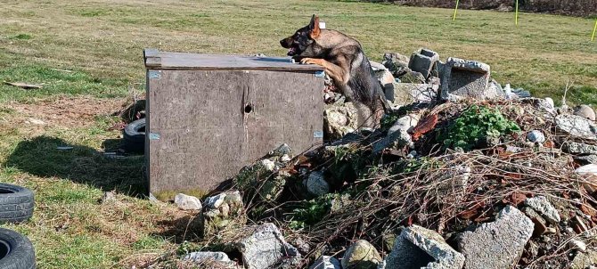 Hayat Kurtaran Köpekler Böyle Yetişiyor