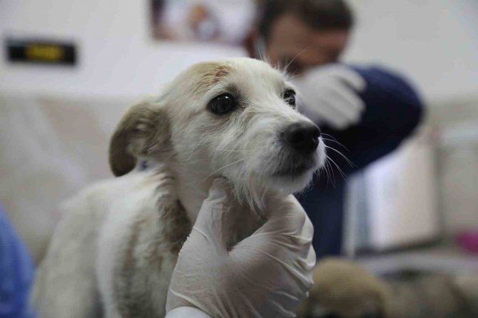 Enkazda Sahiplerini Kaybeden ‘Afet’ İsimli Köpeğe Büyükşehir Sahip Çıktı