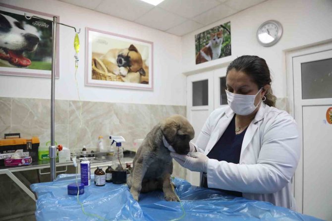 Enkazda Sahiplerini Kaybeden ‘Afet’ İsimli Köpeğe Büyükşehir Sahip Çıktı