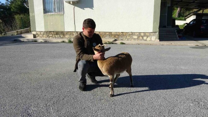 Yavru Yaban Keçisi, Milli Parkların Maskotu Oldu
