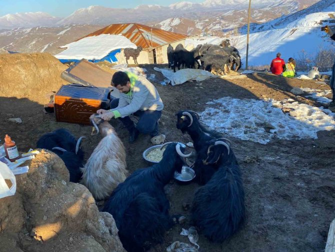 Depremin 17. Gününde 24 Keçi Enkazdan Kurtarıldı