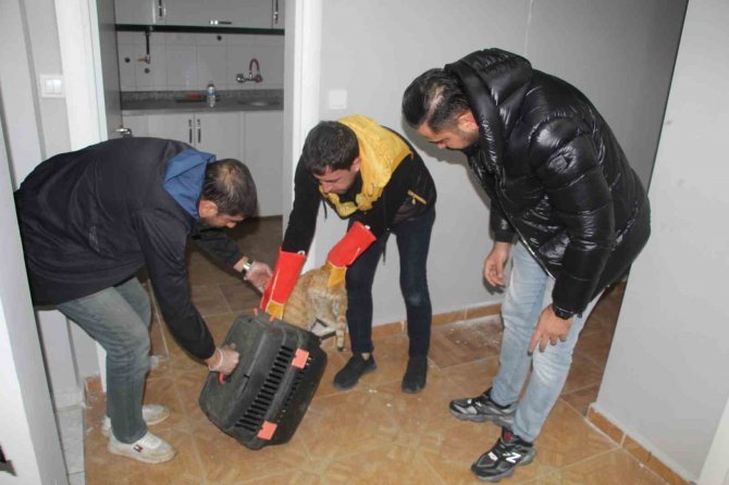 Depremde Boşaltılan Binada Mahsur Kalan Kedi Açlıktan Yavrusunu Yedi