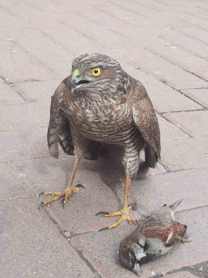 Tedavisi Tamamlanan Şahin Doğal Ortamına Salındı