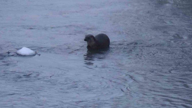 Kars’ta Su Samurunun Ördeklerle Sınavı Kameraya Yansıdı