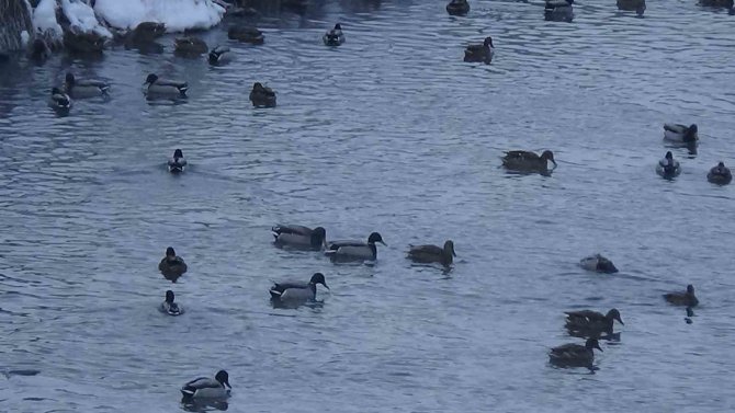 Kars’ta Su Samurunun Ördeklerle Sınavı Kameraya Yansıdı