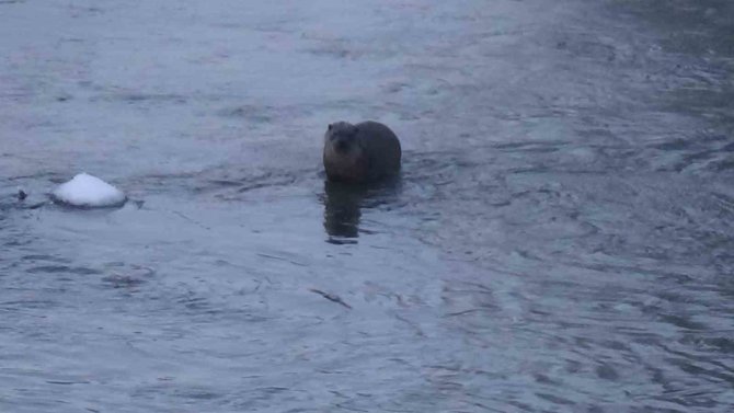 Kars’ta Su Samurunun Ördeklerle Sınavı Kameraya Yansıdı
