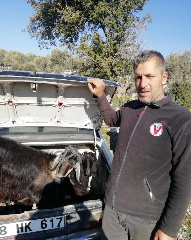 Kayalıkta Mahsur Kalan Keçileri Mag Ame Ekibi Kurtardı