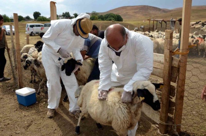 Talas’ta Tarımsal Kalkınmaya Destek Sürüyor