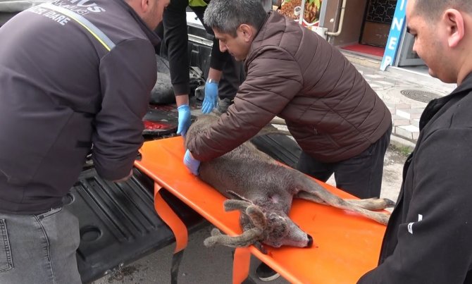 Otomobilin Çarptığı Karaca Tedaviye Alındı