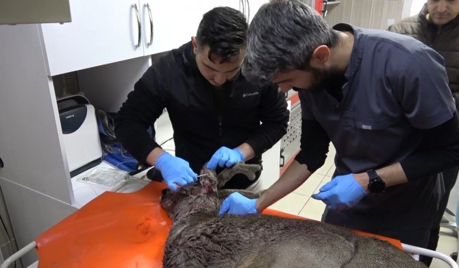 Otomobilin Çarptığı Karaca Tedaviye Alındı