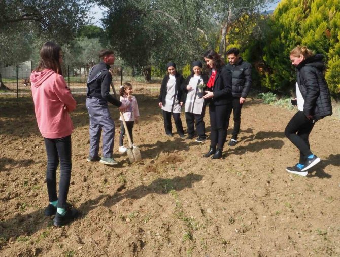 Edremit’te Depremzedeler, Konakladıkları Otelin Bahçesine Zeytin Fidanı Dikti