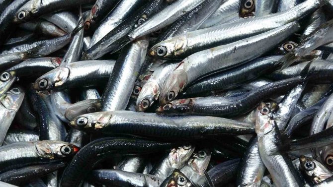 Yasakların Ardından İrileşen Hamsinin Kilosu 50 Liradan 100 Liraya Çıktı