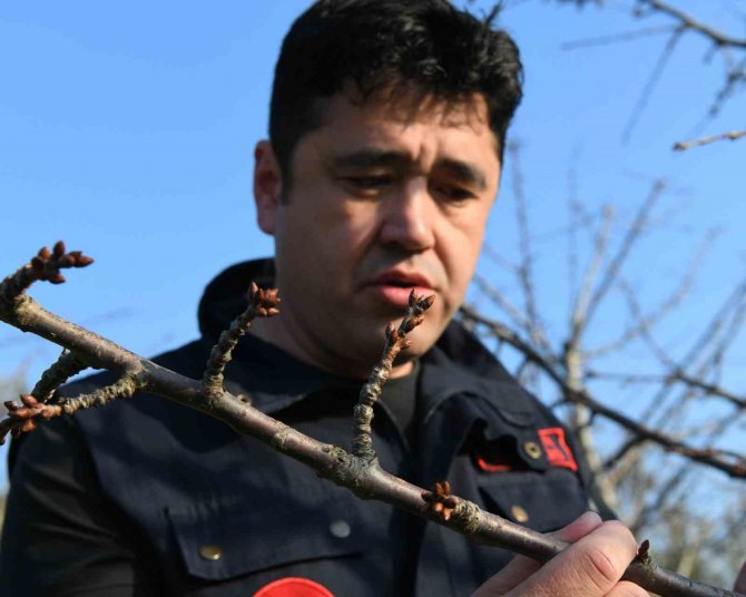 Meyve Ağaçları Soğuklama İhtiyaçlarını Karşıladı